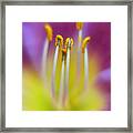 Inside Lily Framed Print