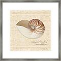 Inspired Coast Iv - Chambered Nautilus, Nautilus Pompilius Framed Print