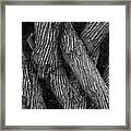 Intertwined Framed Print