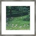 Into The Forest - Fallow Deer Framed Print