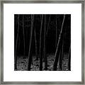 Silent Woods Framed Print
