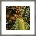 Into The Palm Framed Print