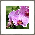 Into The Pink Framed Print