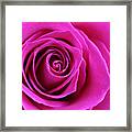Into The Rose Framed Print