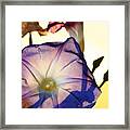 Ipomoea With Rising Sun Behind Framed Print