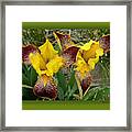 Iris As Birds Captured Framed Print