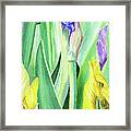 Iris Flowers Olympic Torches Framed Print