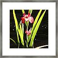 Iris In Water Framed Print