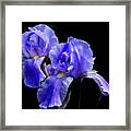 Iris Framed Print