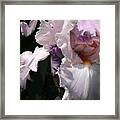 Iris Lace Framed Print
