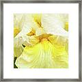 Iris Pride Of Ireland Framed Print