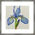 Iris You Were Here Framed Print