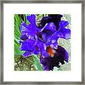Irises 12 Framed Print