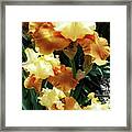 Irises 23 Framed Print