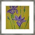 Irises Framed Print
