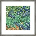 Irises By Vincent Van Gogh Framed Print