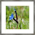 Irish Gentians Framed Print