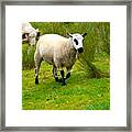 Irish Sheep Framed Print