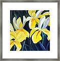 Irisis Framed Print