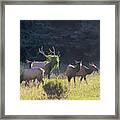 Is That Big Foot? Framed Print