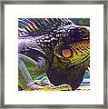 Island Iguana Framed Print