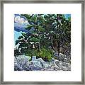 Island Pines Framed Print
