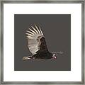 Isolated Turkey Vulture 2014-1 Framed Print