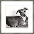 Italian Greyhound Portrait 2 In Black And White Framed Print
