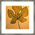Italian Honey Fig Leaf 4 Framed Print