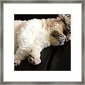 Its A Dogs Life.... Framed Print