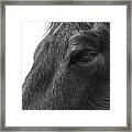 It's All In The Eyes Framed Print