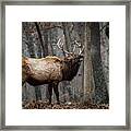 It's Snowing Framed Print