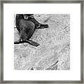 It's This Itch Bw Framed Print
