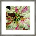 Ivory And Pink Pointsettia - Happy Holidays Framed Print