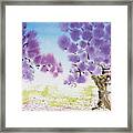 Jacaranda Trees Blooming In Buenos Aires, Argentina Framed Print