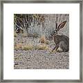 Jack Rabbit In The Desert Framed Print