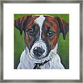 Jack Russell Terrier Framed Print