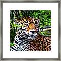 Jaguar At Peace Framed Print