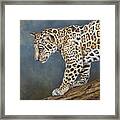 Jaguar Cub Framed Print