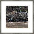 Jaguar In River Framed Print