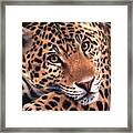 Jaguar Painting Framed Print