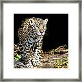 Jaguar Stare Framed Print