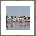 Japanese Cherry Blossom Trees Framed Print