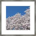 Japanese Cherry Tree Blossoms On The Tidal Basin Ds0081 Framed Print