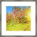 Japanese Garden Cherry Blossom Framed Print