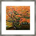 Japanese Maple - Japanese Garden Framed Print
