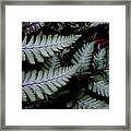 Japanese Painted Fern Framed Print