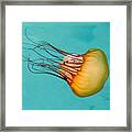 Jasmine The Jelly Framed Print