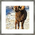 Jasper Glowing Bighorn Framed Print