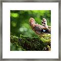 Jay Bird Feeding Baby Jay Framed Print